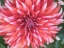 Picture of OREGON-CANBY-SWAM ISLAND DAHLIAS-DAHLIA FLOWER CLOSE-UPS