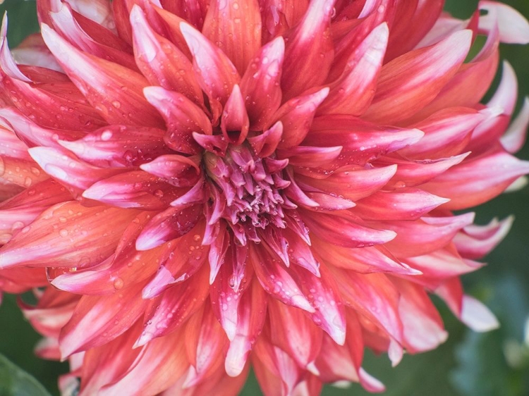 Picture of OREGON-CANBY-SWAM ISLAND DAHLIAS-DAHLIA FLOWER CLOSE-UPS