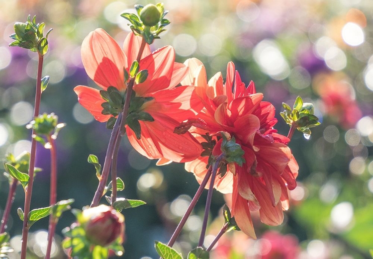 Picture of OREGON-CANBY-SWAM ISLAND DAHLIAS-DAHLIA FLOWER GARDEN IN FULL COLOR