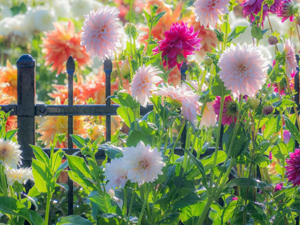 Picture of OREGON-CANBY-SWAM ISLAND DAHLIAS-DAHLIA FLOWER GARDEN IN FULL COLOR