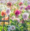 Picture of OREGON-CANBY-SWAN ISLAND DAHLIAS-WATER COMING DOWN ON FLOWERS