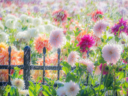 Picture of OREGON-CANBY-SWAN ISLAND DAHLIAS-WATER COMING DOWN ON FLOWERS