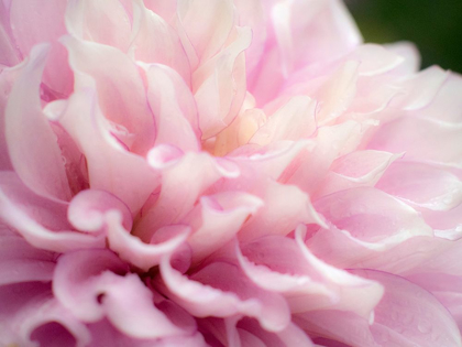 Picture of OREGON-CANBY-SWAN ISLAND DAHLIA FARM WITH CLOSE-UPS OF FLOWERING DAHLIA