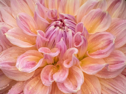 Picture of OREGON-CANBY-SWAN ISLAND DAHLIA FARM WITH CLOSE-UPS OF FLOWERING DAHLIA