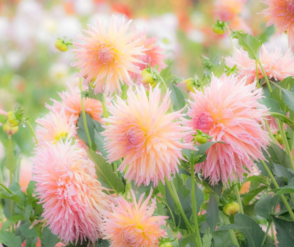 Picture of OREGON-CANBY-SWAM ISLAND DAHLIAS-DAHLIA FLOWER GARDEN IN FULL COLOR