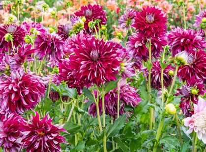 Picture of OREGON-CANBY-SWAM ISLAND DAHLIAS-DAHLIA FLOWER GARDEN IN FULL COLOR