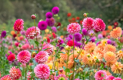 Picture of OREGON-CANBY-SWAM ISLAND DAHLIAS-DAHLIA FLOWER GARDEN IN FULL COLOR