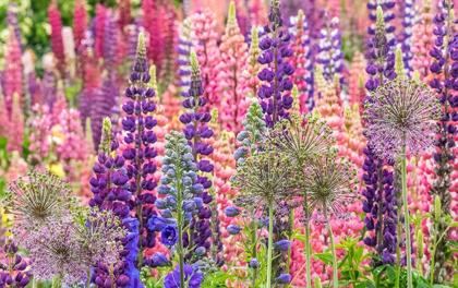 Picture of OREGON-SALEM-COLORFUL GARDEN WITH RUSSELL LUPINE AND ALLIUM IN FULL BLOOM