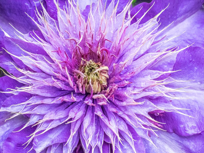 Picture of OREGON-SALEM CLOSE-UP OF PURPLE BLOOMING CLEMATIS FLOWER