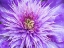 Picture of OREGON-SALEM CLOSE-UP OF PURPLE BLOOMING CLEMATIS FLOWER