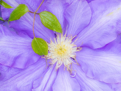 Picture of OREGON-SALEM CLOSE-UP OF PURPLE BLOOMING CLEMATIS FLOWER