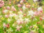 Picture of OREGON-SALEM-COLUMBINE IN DISPLAY GARDEN
