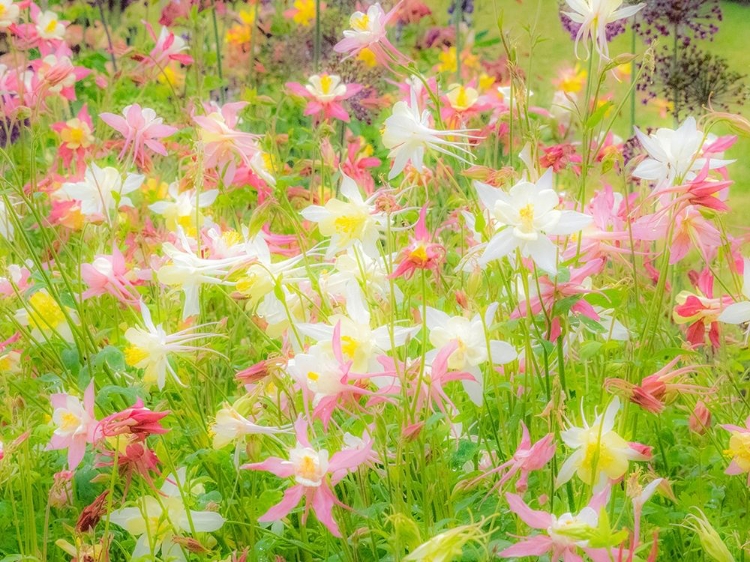 Picture of OREGON-SALEM-COLUMBINE IN DISPLAY GARDEN