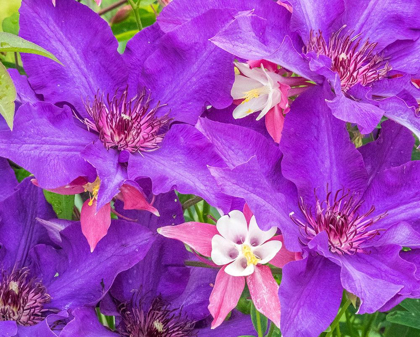 Picture of OREGON-SALEM CLOSE-UP OF PURPLE BLOOMING CLEMATIS FLOWER