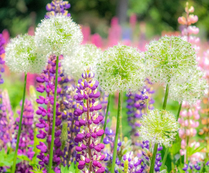 Picture of OREGON-SALEM-COLORFUL GARDEN WITH RUSSELL LUPINE AND ALLIUM IN FULL BLOOM
