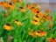 Picture of OREGON-CANBY-SWAN ISLAND DAHLIAS GARDEN SUMMERTIME WITH DISPLAY OF SNEEZE WEED