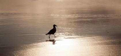 Picture of OREGON CANNON BEACH WITH SEAGULL REFLECTION IN THE SAND AT SUNSET