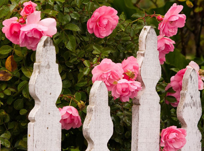 Picture of OREGON-CANNON BEACH WITH GARDENS AND WHITE PICKET FENCES AND PINK ROSES