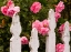 Picture of OREGON-CANNON BEACH WITH GARDENS AND WHITE PICKET FENCES AND PINK ROSES