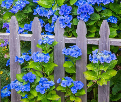 Picture of OREGON-CANNON BEACH-NORTHWEST HYDRANGEA BLOOM PICKET FENCE