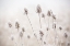 Picture of OREGON-EUGENE-MORNINGS FROST ON TEASEL