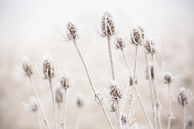 Picture of OREGON-EUGENE-MORNINGS FROST ON TEASEL