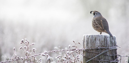 Picture of OREGON-EUGENE-MORNINGS FROST FENCE POST AND CALIFORNIA QUAIL