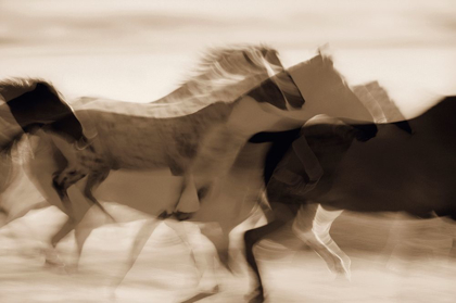 Picture of SEPIA ABSTRACT OF WILD MUSTANGS (EQUUS CABALLUS) RUNNING OREGON-USA