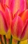 Picture of PENNSYLVANIA-LONGWOOD GARDENS TULIP CLOSE-UP 