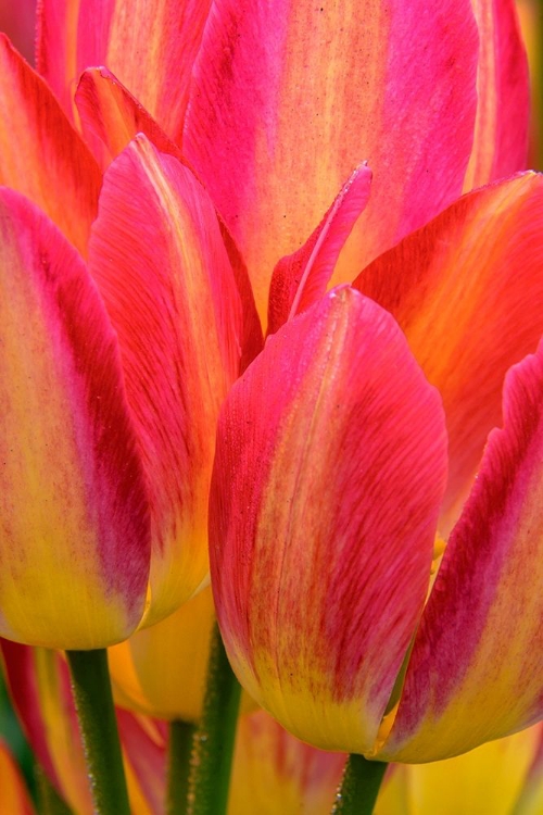 Picture of PENNSYLVANIA-LONGWOOD GARDENS TULIP CLOSE-UP 