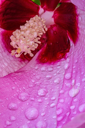 Picture of PENNSYLVANIA-LONGWOOD GARDENS HIBISCUS FLOWER INTERIOR 