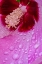 Picture of PENNSYLVANIA-LONGWOOD GARDENS HIBISCUS FLOWER INTERIOR 