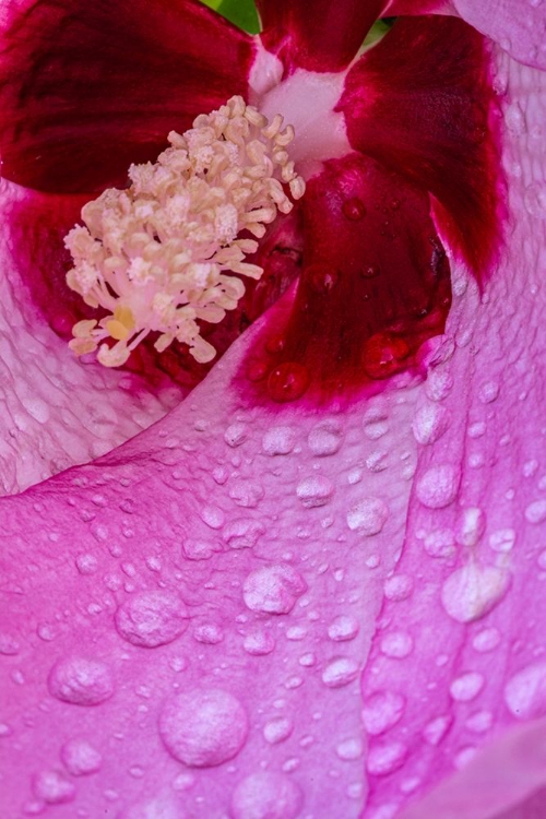 Picture of PENNSYLVANIA-LONGWOOD GARDENS HIBISCUS FLOWER INTERIOR 