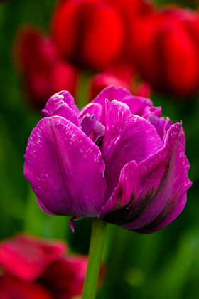 Picture of PENNSYLVANIA-LONGWOOD GARDENS TULIP FLOWER CLOSE-UP 