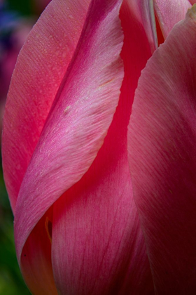 Picture of PENNSYLVANIA-LONGWOOD GARDENS TULIP FLOWER CLOSE-UP 