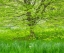 Picture of PENNSYLVANIA-WAYNE AND CHANTICLEER GARDENS SPRING GREEN FOLIAGE TREES AND GRASS