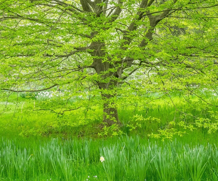 Picture of PENNSYLVANIA-WAYNE AND CHANTICLEER GARDENS SPRING GREEN FOLIAGE TREES AND GRASS