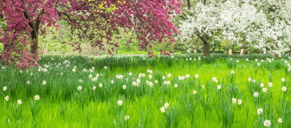 Picture of PENNSYLVANIA-WAYNE AND CHANTICLEER GARDENS SPRINGTIME BLOOMING CRABAPPLE AND NARCISSUS