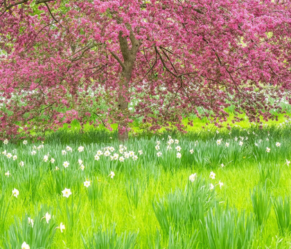 Picture of PENNSYLVANIA-WAYNE AND CHANTICLEER GARDENS SPRINGTIME BLOOMING CRABAPPLE AND NARCISSUS