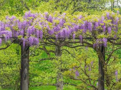 Picture of PENNSYLVANIA-WAYNE AND CHANTICLEER GARDENS SPRINGTIME FLOWERING WISTERIA VINE