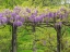 Picture of PENNSYLVANIA-WAYNE AND CHANTICLEER GARDENS SPRINGTIME FLOWERING WISTERIA VINE