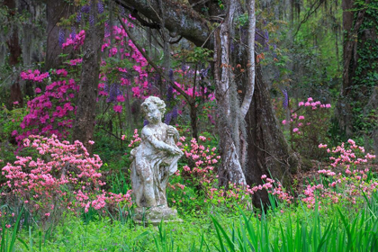 Picture of SOUTH CAROLINA-CHARLESTON AZALEAS AND WISTERIA BLOOMING AT MAGNOLIA GARDENS
