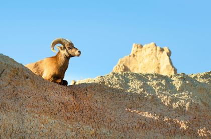 Picture of ROCKY MOUNTAIN BIGHORN SHEEP (OVIS CANADENSIS) BADLANDS NATIONAL PARK-SOUTH DAKOTA