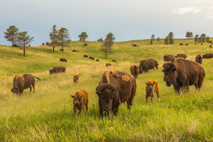 Picture of SOUTH DAKOTA-CUSTER STATE PARK BISON PARENTS AND CALVES IN MEADOW 