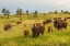 Picture of SOUTH DAKOTA-CUSTER STATE PARK BISON PARENTS AND CALVES IN MEADOW 