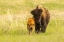 Picture of SOUTH DAKOTA-CUSTER STATE PARK BISON PARENT AND CALF IN MEADOW 