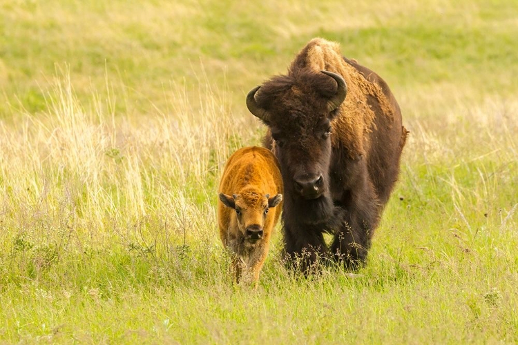 Picture of SOUTH DAKOTA-CUSTER STATE PARK BISON PARENT AND CALF IN MEADOW 