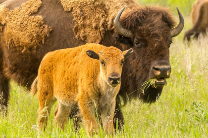 Picture of SOUTH DAKOTA-CUSTER STATE PARK BISON PARENT AND CALF IN MEADOW 