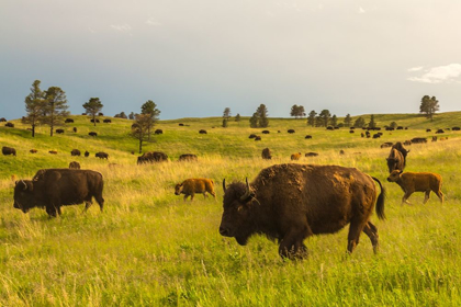Picture of SOUTH DAKOTA-CUSTER STATE PARK-BISON HERD