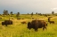 Picture of SOUTH DAKOTA-CUSTER STATE PARK-BISON HERD